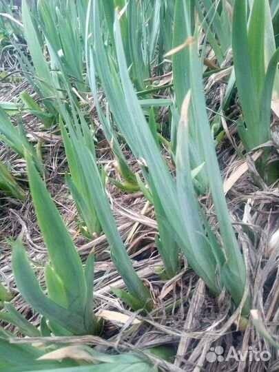 Ирис жёлтый