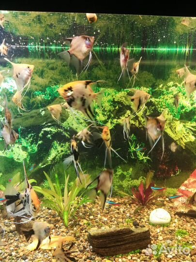 Аквариумные рыбки