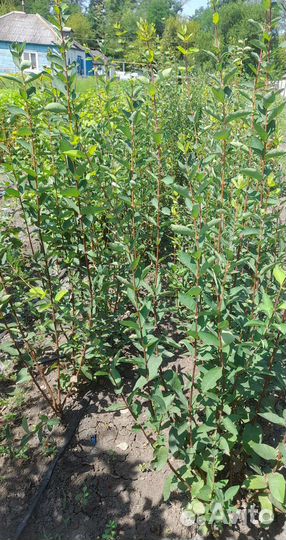 Жимолость сорт Колокольчик