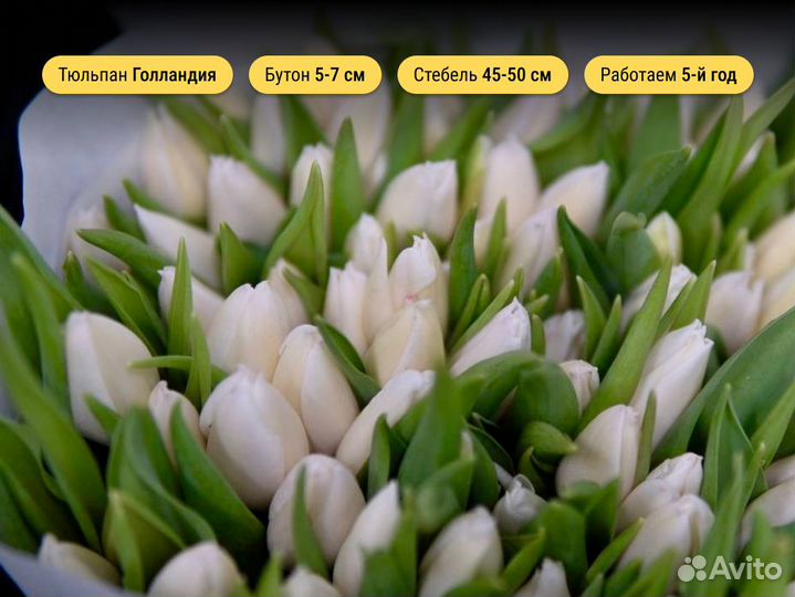 Тюльпаны ленинский ветеранов