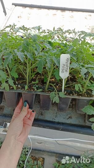 Рассада помидор огурцов перцев петунии бархатцев