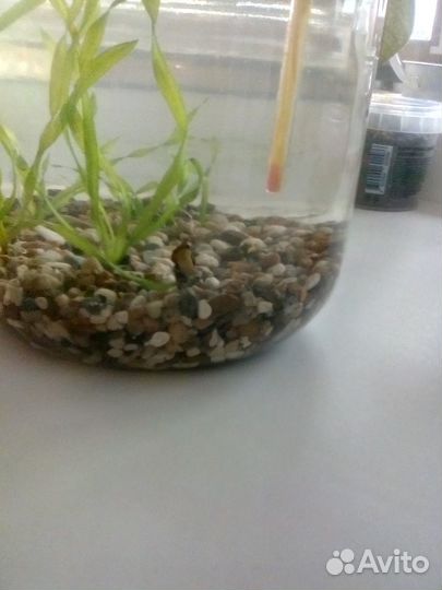 Аквариумная улитка Хелена