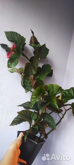 Тростниковые бегонии Кейн