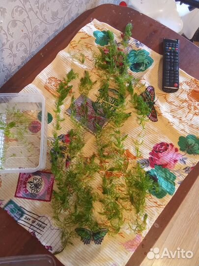 Аквариумное растение роголистник