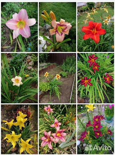 Гейхера, примула, лилейники, ромашки, бадан