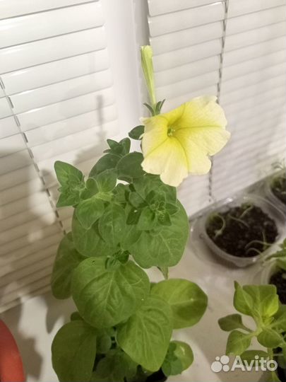 Продам цветы