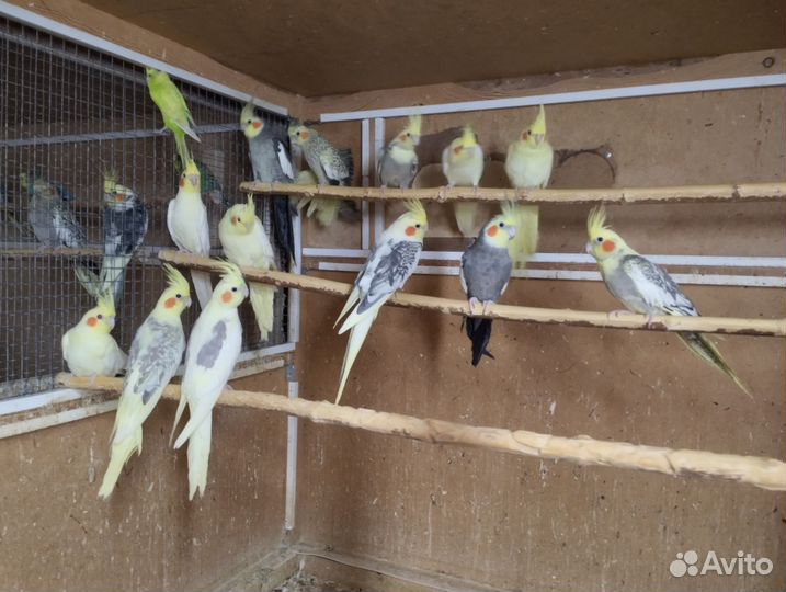 Попугай неразлучник кореллы