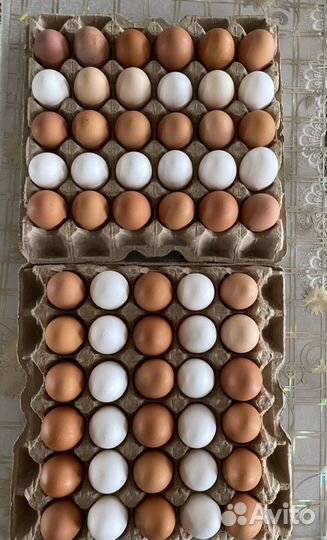 Яйцо инкубационное