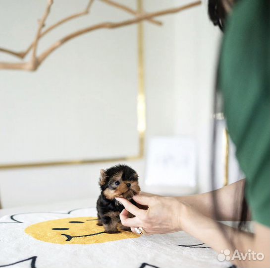 Самый маленький йоркширский терьер микро и мини
