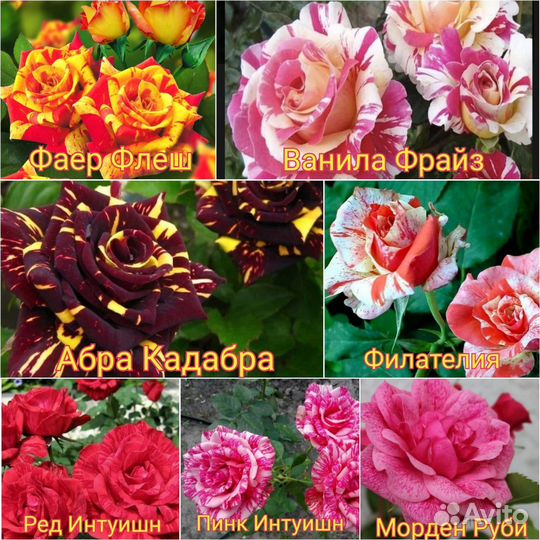 Розы оптом