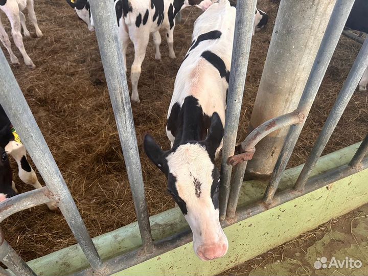 Телята и бычки