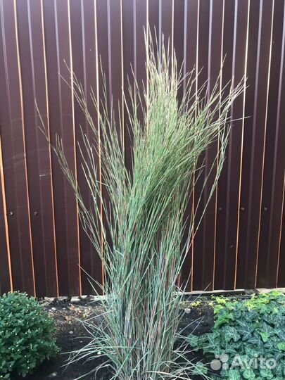 Хризантемы-Злаки