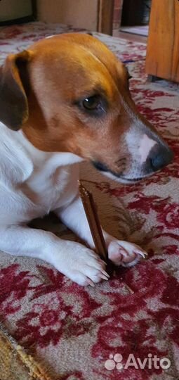 Вязка собак Джек Рассел Терьер