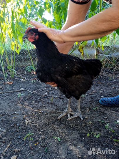 Петух джерсийский гигант