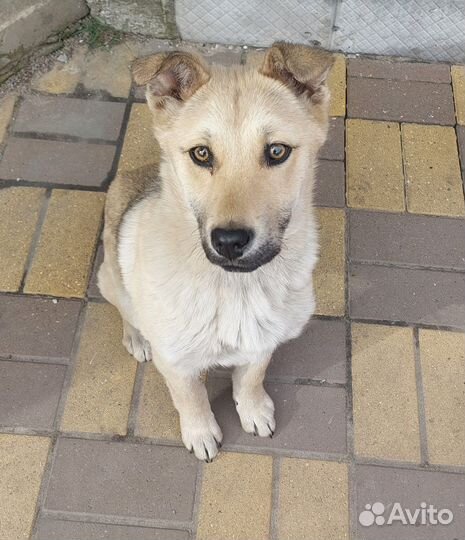 Собака девочка