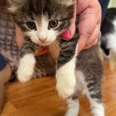 Норвежский лесной котёнок