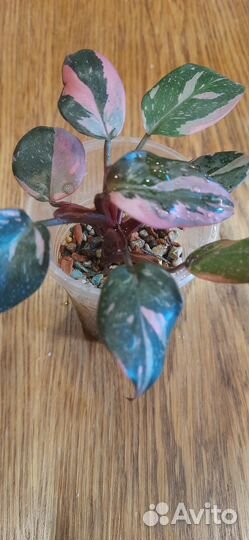 Филодендрон розовая принцесса