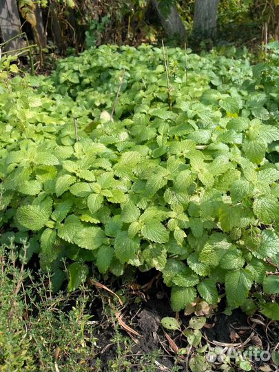 Мелисса, мята, чабрец саженцы