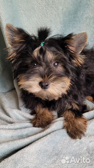 Йоркширский терьер девочка