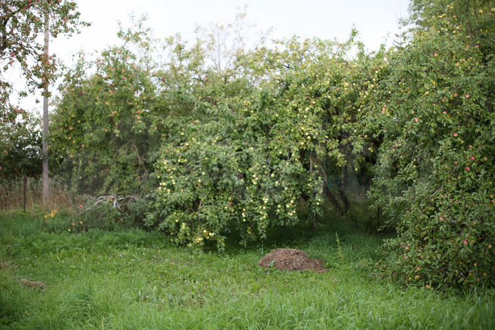 Дом 43 м² на участке 35 сот.