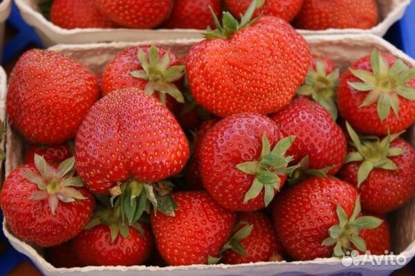 Саженцы клубники