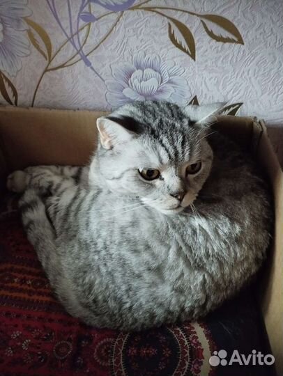 Кот в дар бесплатно