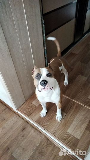 Американский стаффордширский терьер вязка