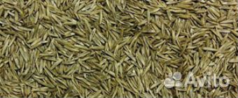 Райграс однолетний (сорта Изорский, Рапид (рс1)