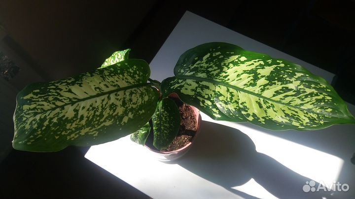 Дифенбахия