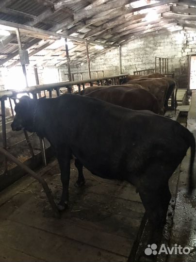 Коровы,тёлки,бычки
