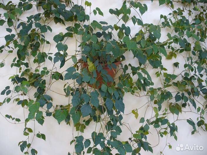 Цессус березка комнатный цветок