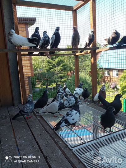 Голуби высоколетные