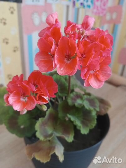 Пеларгония герань