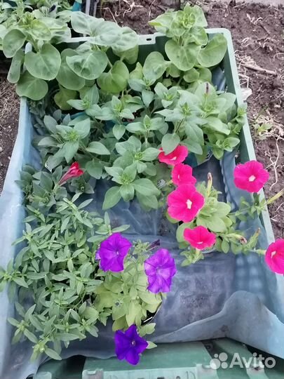 Цветы и кустарники декоративные