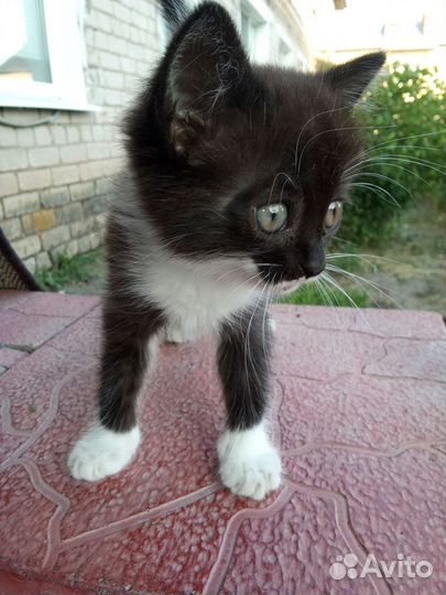 Котенок