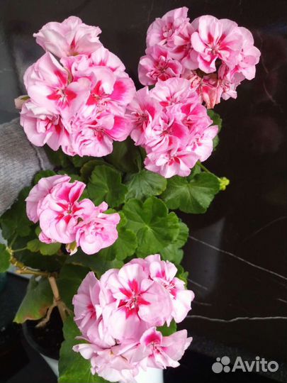 Пеларгония герань Pac viva maria