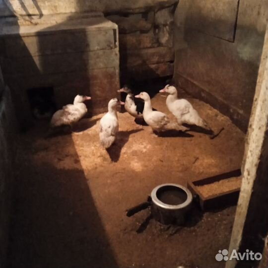 Мускусные утки