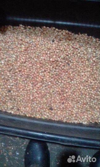 Лук севок Штутгартер