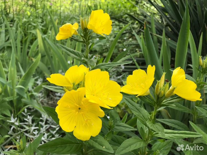 Растения для сада и дома