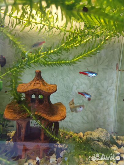 Аквариумные рыбки