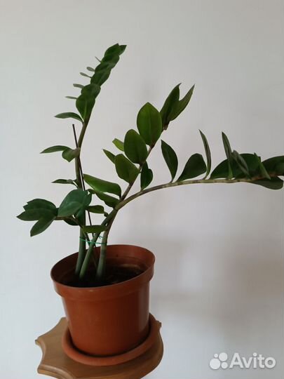 Замиокулькас