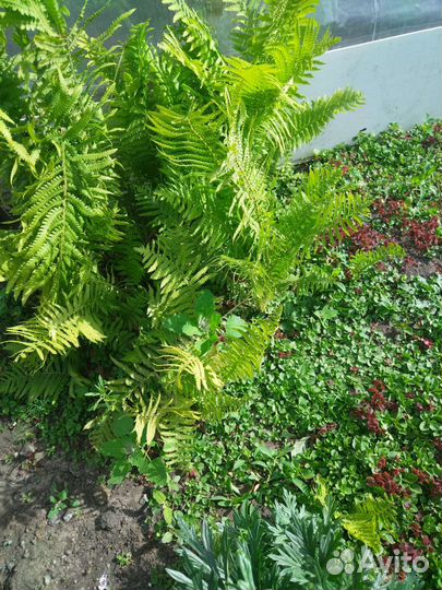 Папоротник