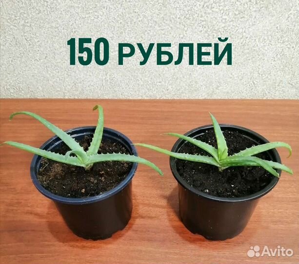 Алоэ древовидный (столетник). Розммарин