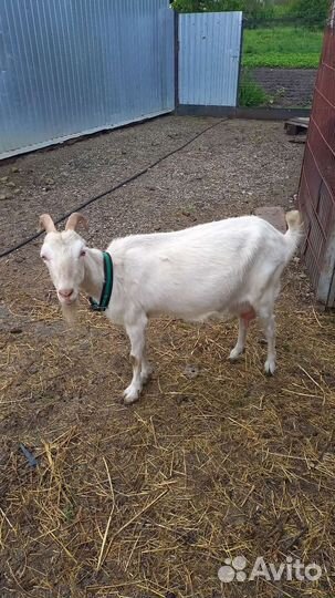 Коза Ламанчи