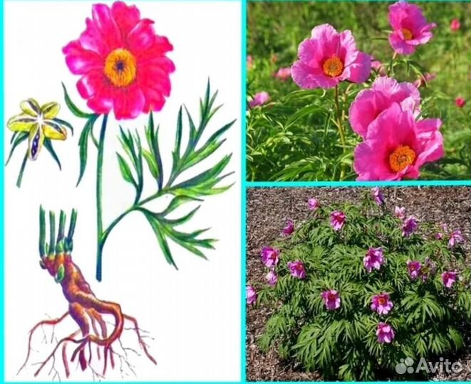 Целебный Пион Марьин корень