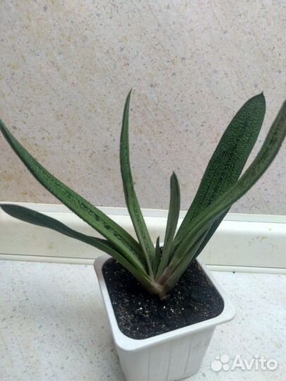 Гастерия суккулент