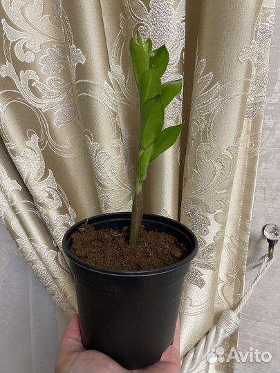 Замиокулькас