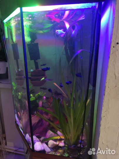 Аквариум