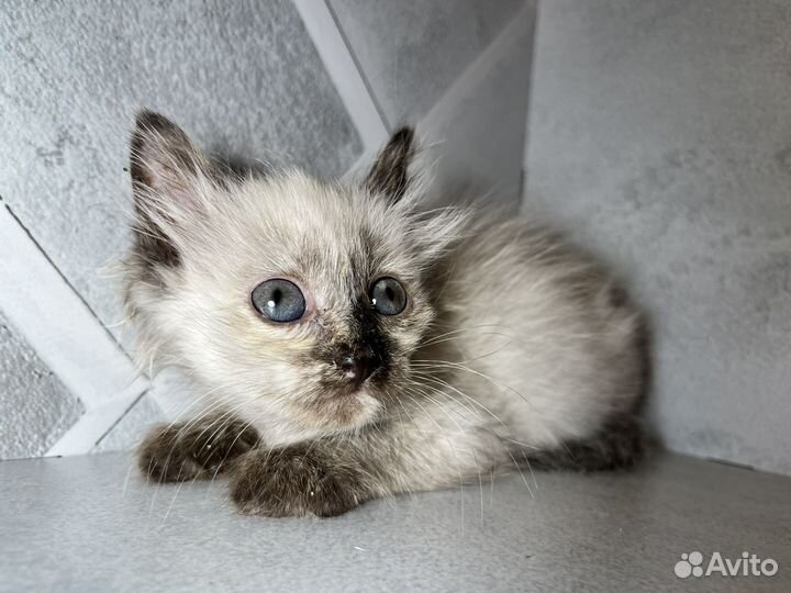 Невская маскарадная котенок