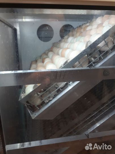 Яйцо инкубационное